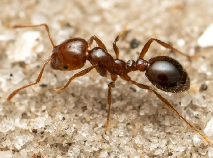U Evropu stigla jedna od najgorih invazivnih vrsta mrava, zbog povoljne klime širiće se kontinentom